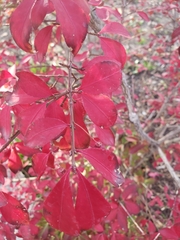 Euonymus alatus
