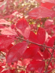 Euonymus alatus
