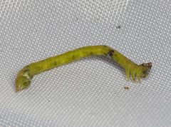 Prasinocyma semicrocea