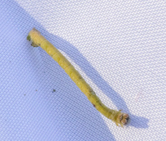 Prasinocyma semicrocea