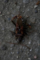Leptoglossus occidentalis