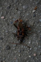 Leptoglossus occidentalis