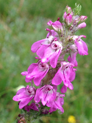 Pedicularis attollens
