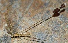 Lertha sofiae