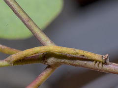 Prasinocyma semicrocea