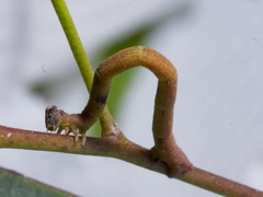 Prasinocyma semicrocea