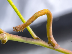 Prasinocyma semicrocea