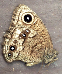 Cercyonis sthenele paulus
