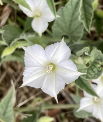 Convolvulus hermanniae