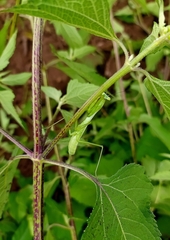Stagmomantis nahua