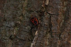 Pyrrhocoris apterus