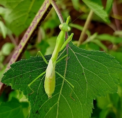 Stagmomantis nahua