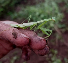 Stagmomantis nahua