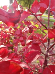Euonymus alatus