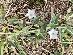 Convolvulus hermanniae