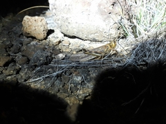 Schistocerca literosa