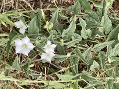 Convolvulus hermanniae