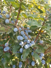 Berberis aquifolium