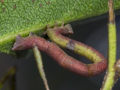 Prasinocyma semicrocea