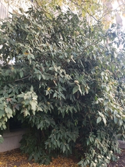 Viburnum rhytidophyllum