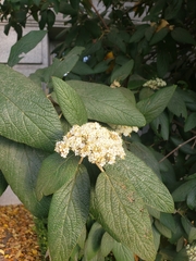 Viburnum rhytidophyllum