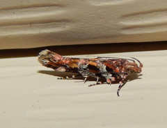 Aristotelia pudibundella