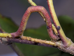 Prasinocyma semicrocea