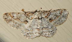 Iridopsis defectaria