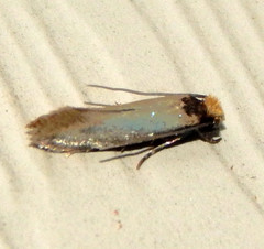 Lepidoptera