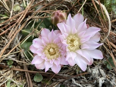 Gymnocalycium monvillei