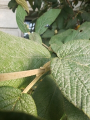 Viburnum rhytidophyllum