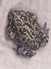 Anaxyrus canorus