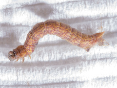 Prasinocyma semicrocea