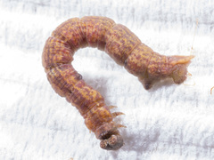 Prasinocyma semicrocea