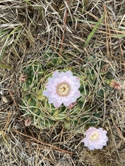 Gymnocalycium monvillei