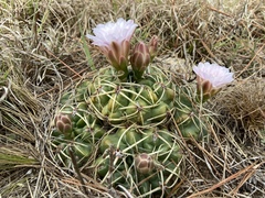 Gymnocalycium monvillei