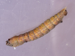 Prasinocyma semicrocea