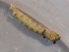 Prasinocyma semicrocea