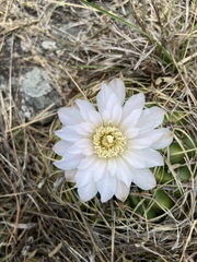 Gymnocalycium monvillei