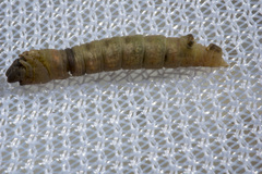 Prasinocyma semicrocea