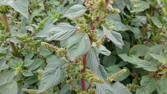 Amaranthus