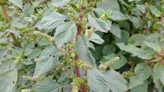 Amaranthus