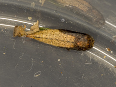 Prasinocyma semicrocea