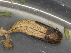 Prasinocyma semicrocea