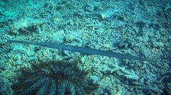 Fistularia commersonii