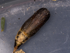 Prasinocyma semicrocea