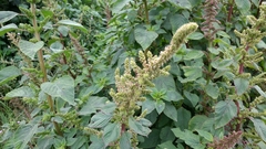 Amaranthus