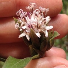 Lagascea rigida rigida