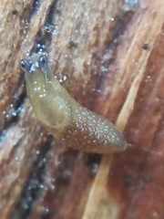Arion intermedius
