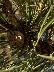 Pinus ponderosa